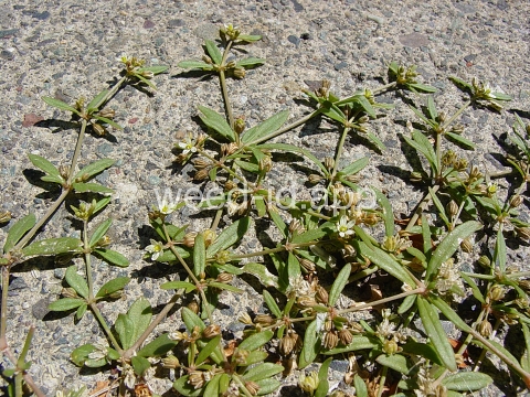 carpetweed